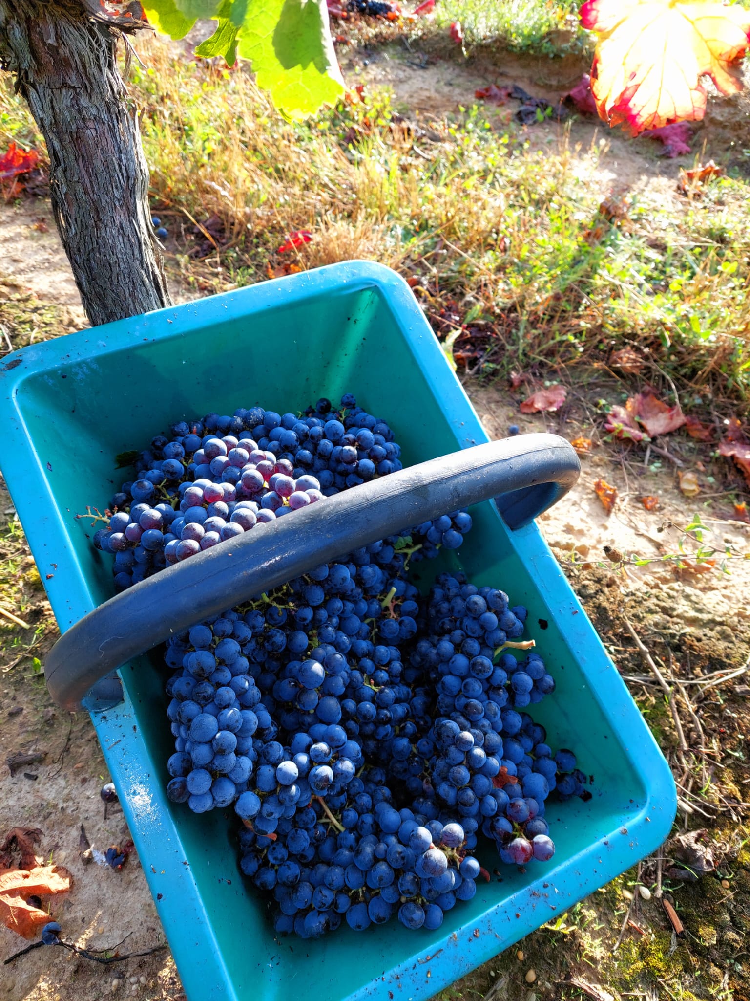 Grappes