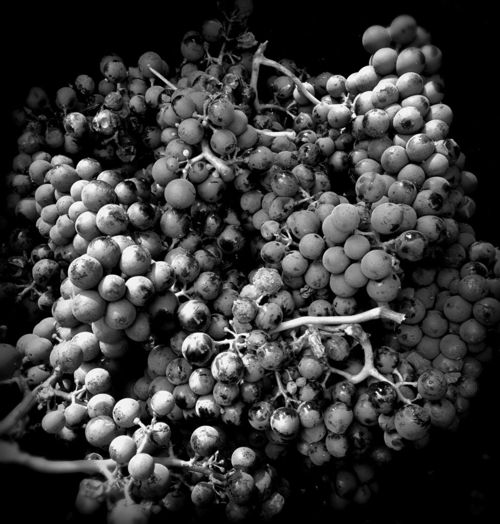 Nos grappes