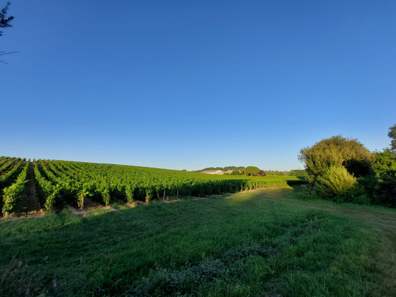 Nos Vignes